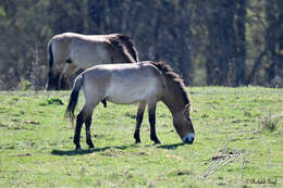 صورة Equus subgen. Equus Linnaeus 1758