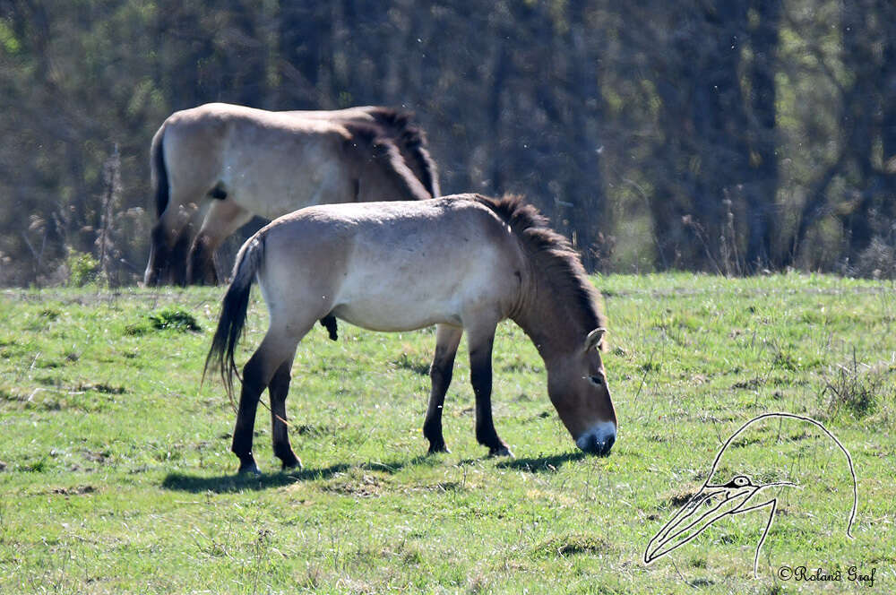 Image of Equus subgen. Equus Linnaeus 1758