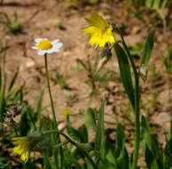 Image de Catananche lutea L.