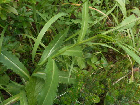 صورة Carduus defloratus subsp. summanus (Pollini) Arcang.