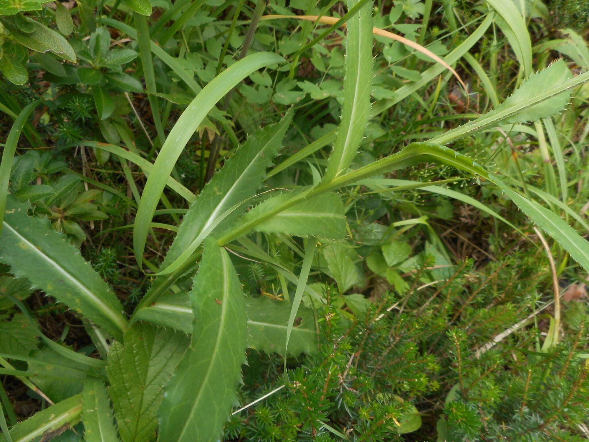 Imagem de Carduus defloratus subsp. summanus (Pollini) Arcang.