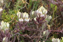 Image of Saltmarsh Salt-Bird's-Beak