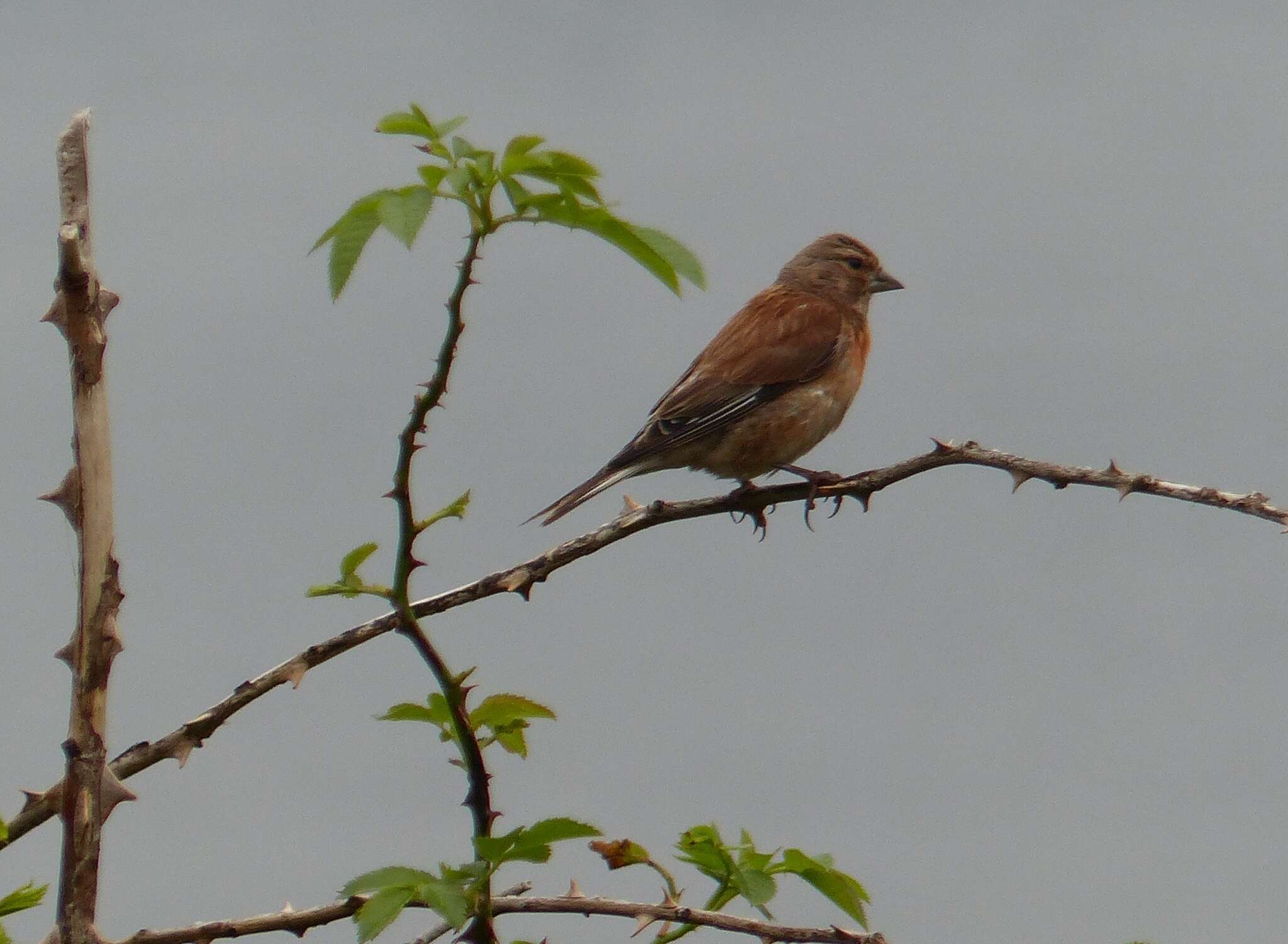 Image of Linnets