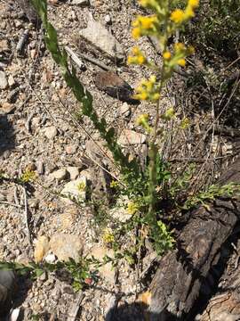 Image of Wright's goldenrod