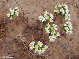 Imagem de Triptilion gibbosum Remy