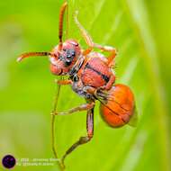 Image of Nomada articulata Smith 1854