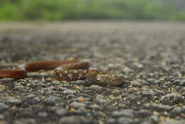 Image of Beddome’s Keelback