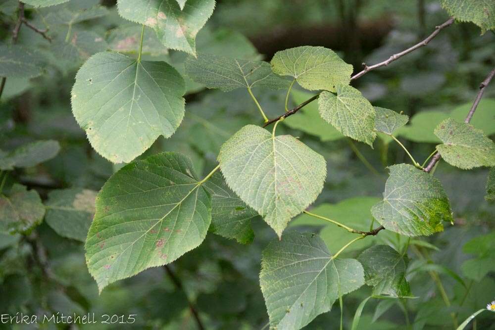 Image of American Basswood