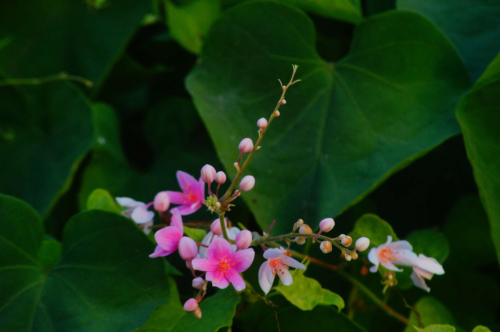 Image of antigonon