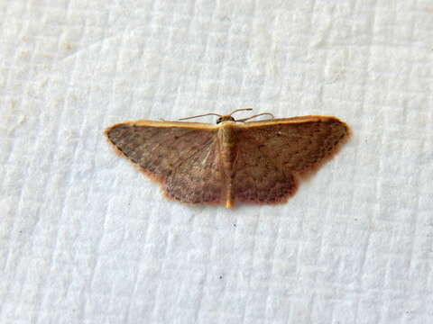 Image of Idaea costaria Walker 1863