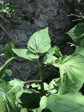 Image de Ageratina conspicua