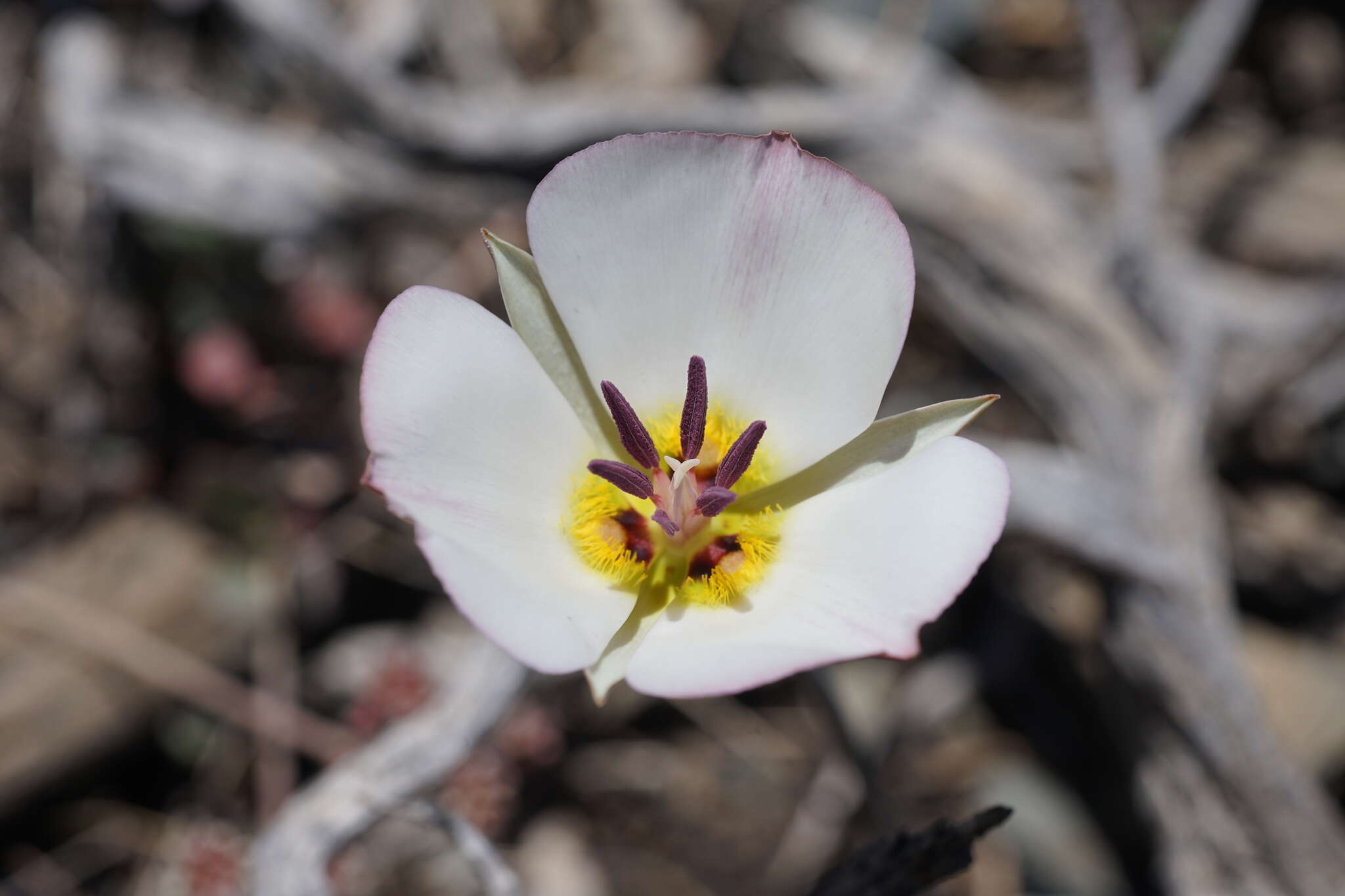 Image of Panamint Mountain mariposa lily