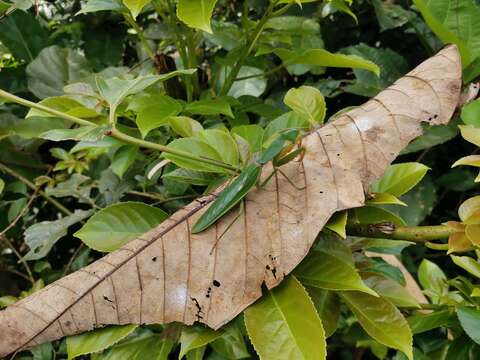 Image of Giant Malaysian Shield Mantis