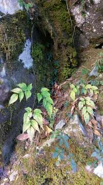 Image of Astilbe longicarpa (Hayata) Hayata