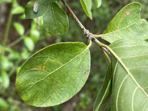 Image of Hammock Velvetseed