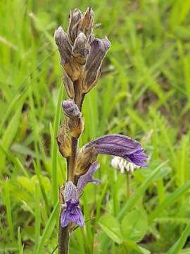 Phelipanche purpurea (Jacq.) Soják resmi