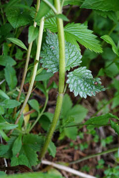 Image of Lamium galeobdolon subsp. flavidum (F. Herm.) Á. Löve & D. Löve