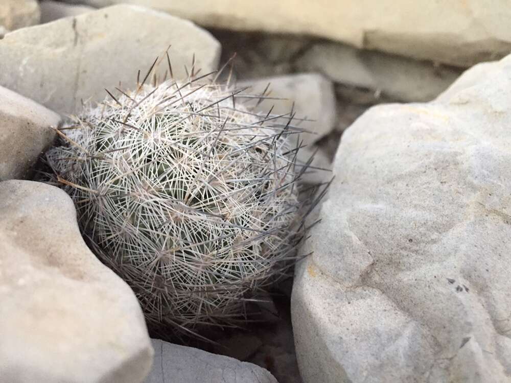 Image of Lloyd's Mariposa cactus
