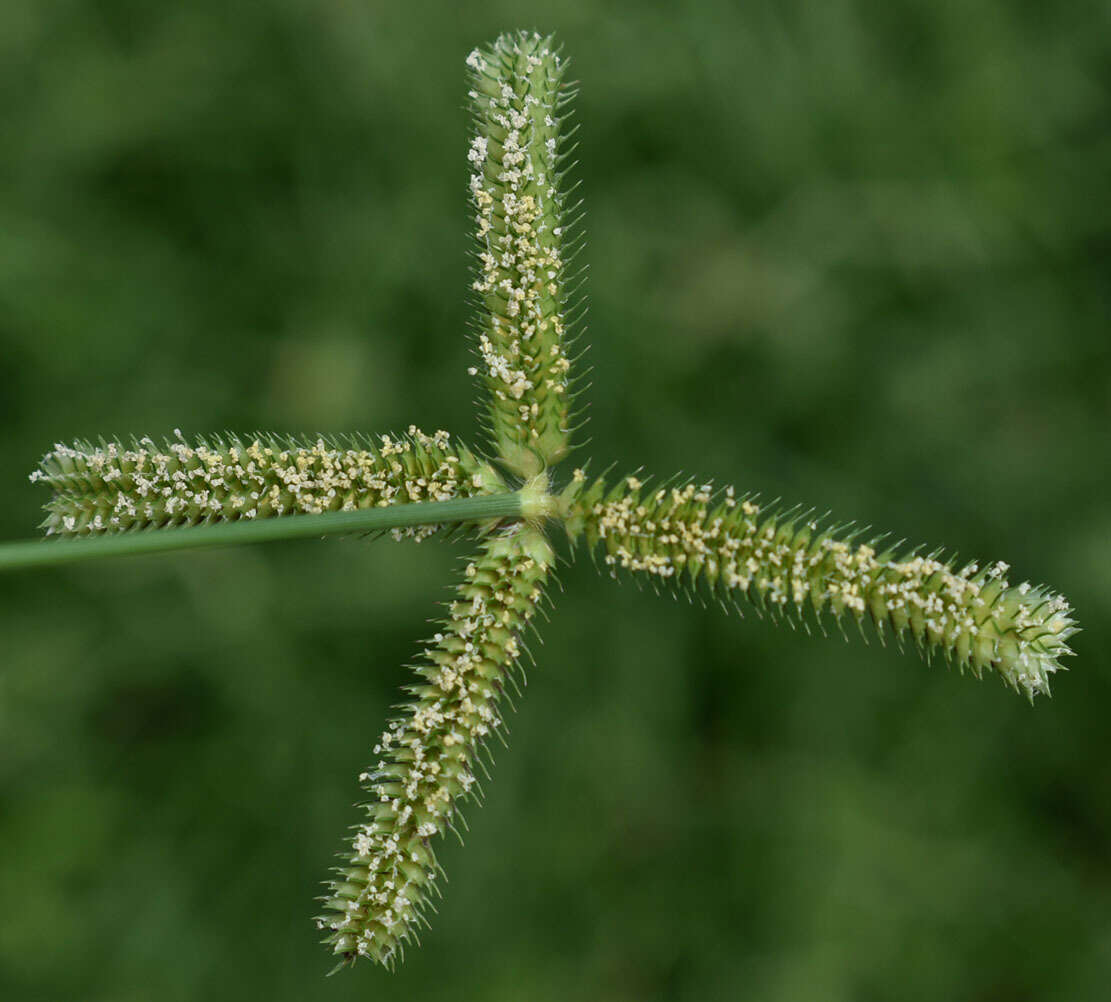 Image of LM grass