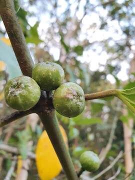 Ficus benguetensis Merr.的圖片