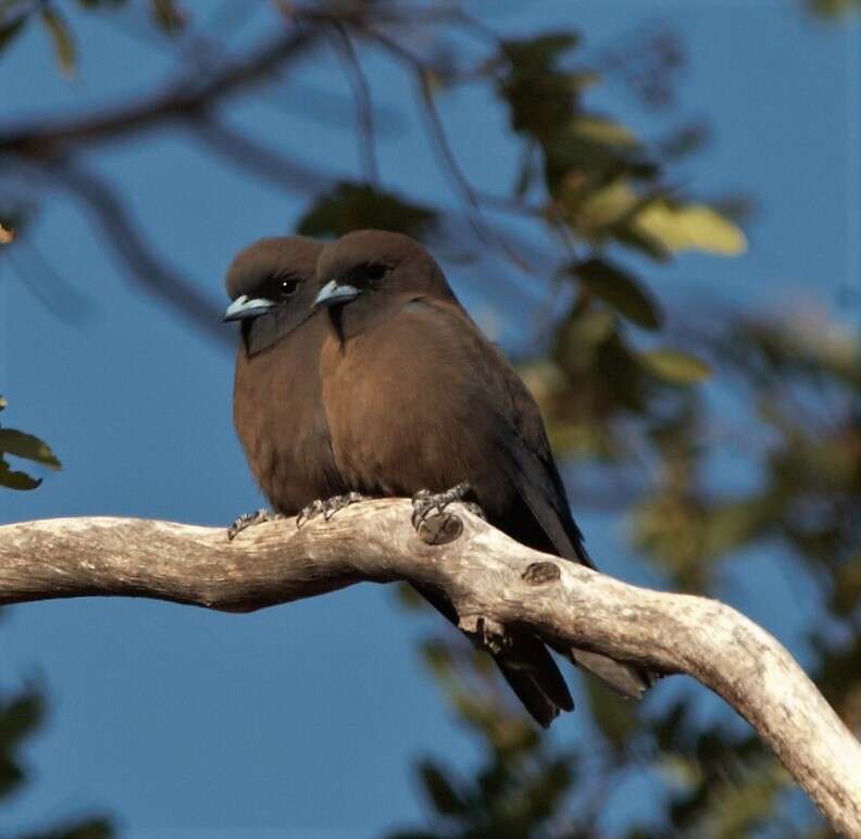 Image of Little Woodswallow