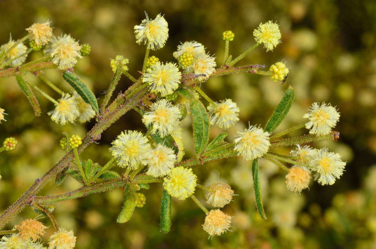 Image of Acacia aspera subsp. parviceps N. G. Walsh