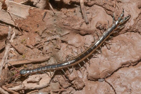 Image of Scolopendra laeta Haase 1887