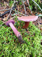 Image of Western Amethyst Deceiver