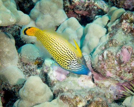 Image of Fantail filefish