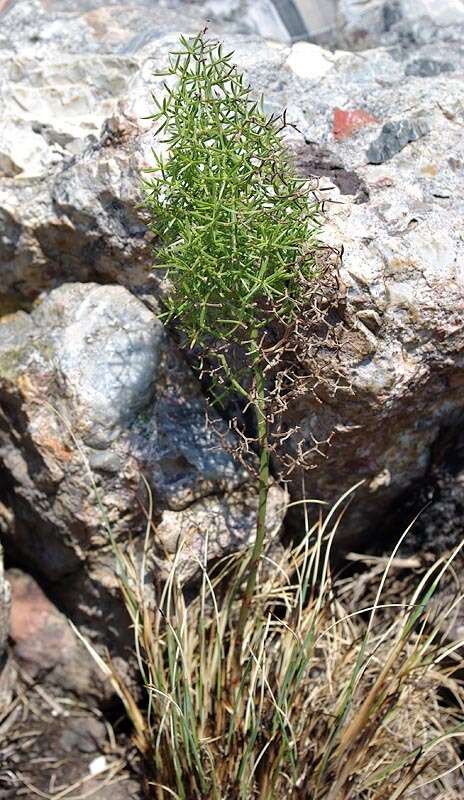 Image of Asparagus rigidus Jessop