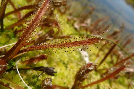 Image of Drosera arcturi Hook.