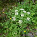 Слика од Thapsia eliasii (Sennen & Pau) Wojew., Banasiak, Reduron & Spalik