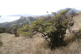 Image of Crataegus karadaghensis Pojark.