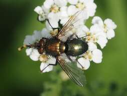 Image of Chrysosomopsis Townsend 1916