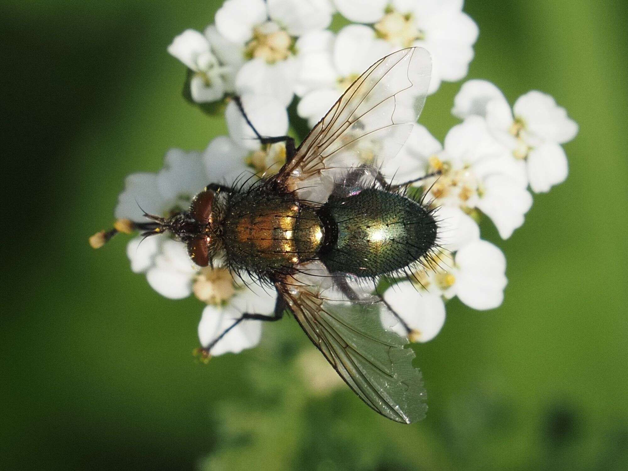 Image of Chrysosomopsis Townsend 1916