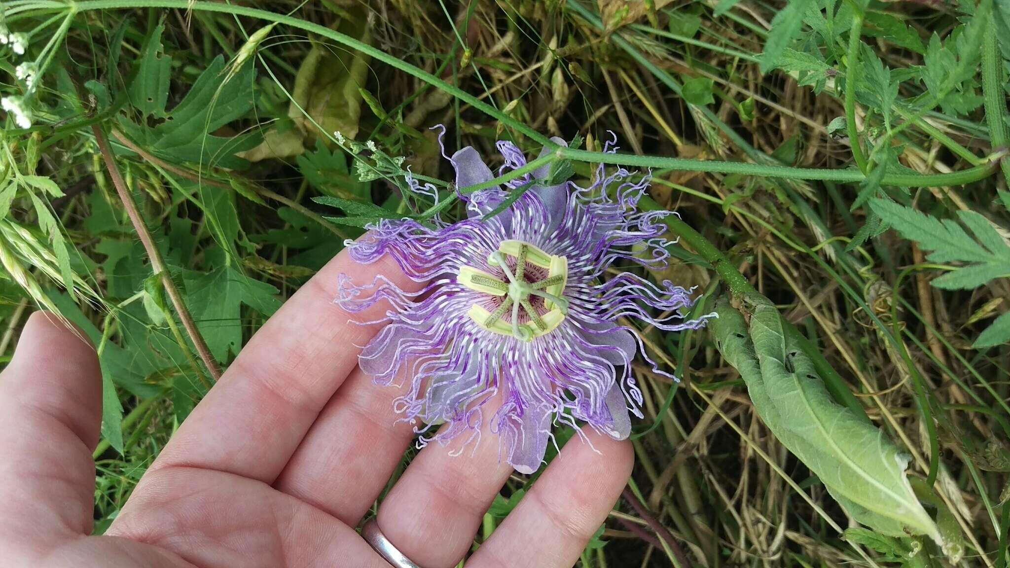 Plancia ëd Passiflora incarnata L.