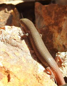 صورة Lygisaurus foliorum De Vis 1884