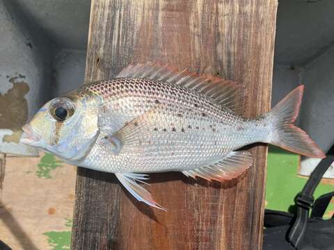 Image of Eyebrowed large-eye bream.