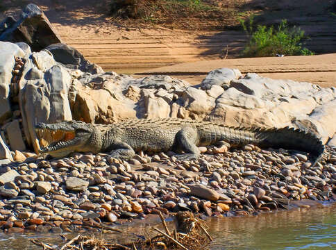 Image of Nile crocodile