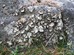 Image of hairy navel lichen