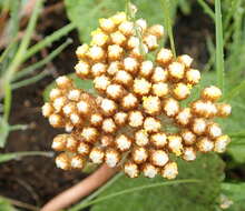 Image of Helichrysum nudifolium var. pilosellum (L. fil.) H. Beentje