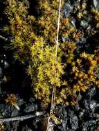 Image of great hairy screw-moss