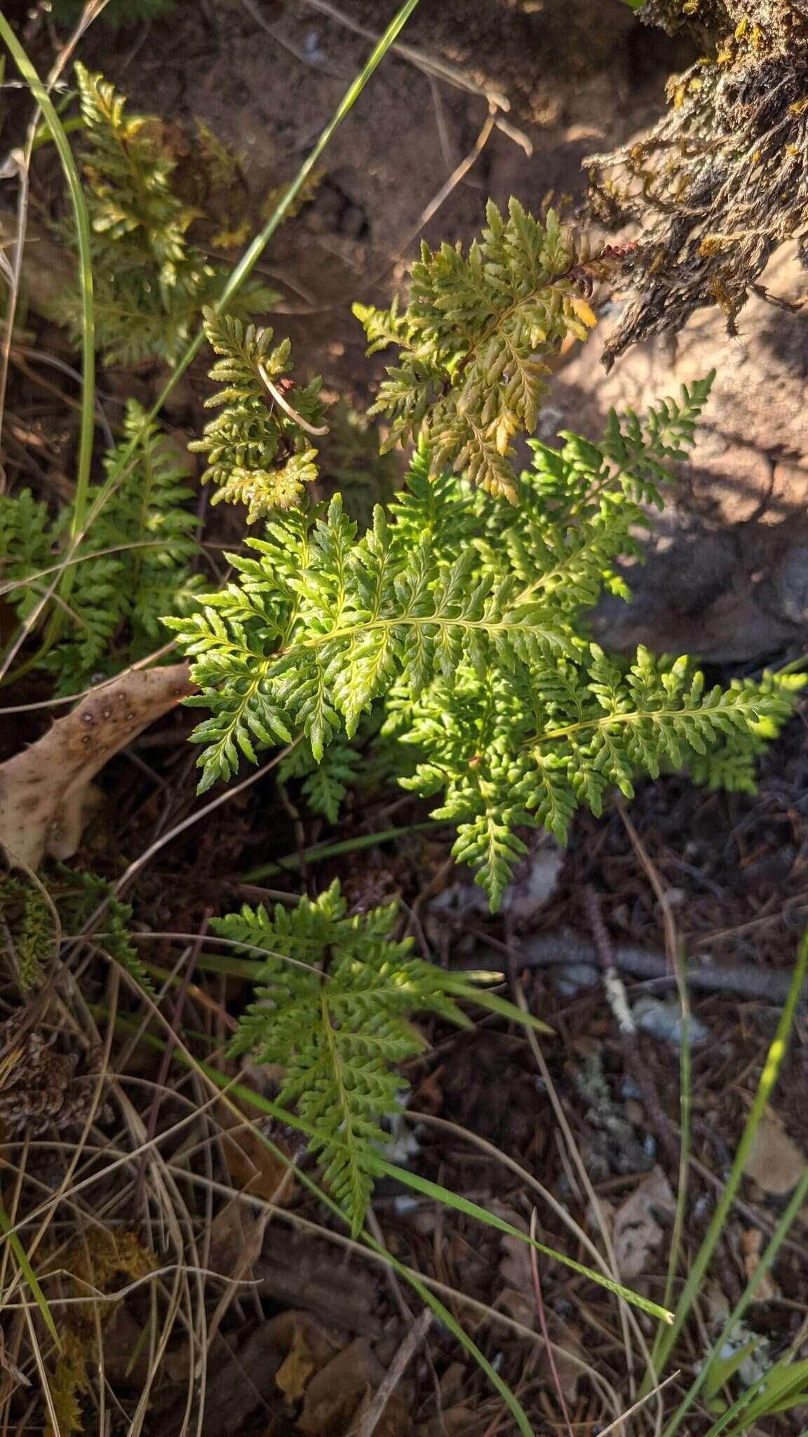 Image of tufted lacefern