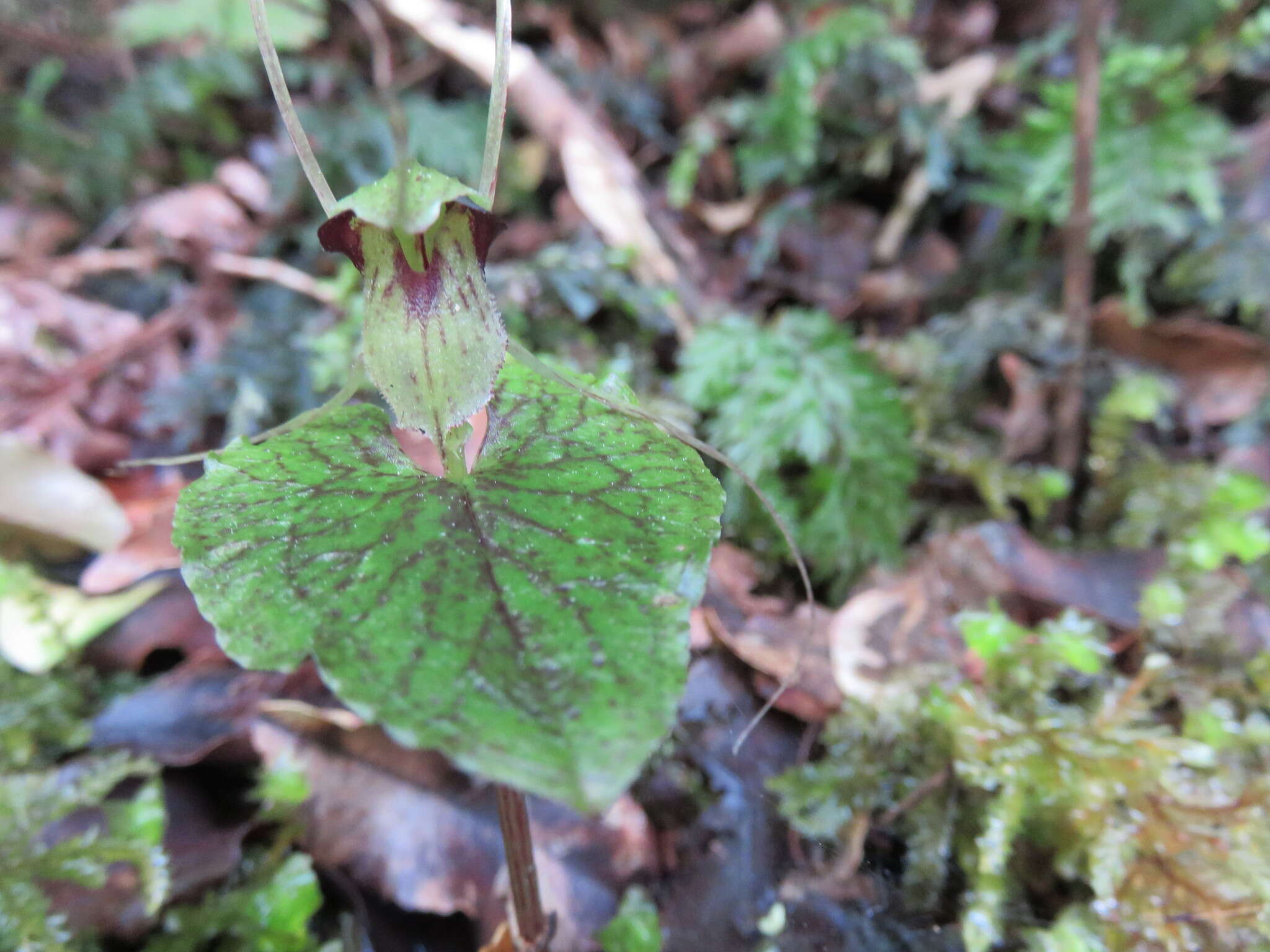 Image of Dancing spider orchid