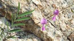 Image of Tephrosia longipes subsp. longipes