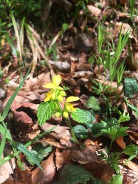 Lamium galeobdolon subsp. galeobdolon的圖片