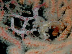 Image of Phyllodesmium undulatum Moore & Gosliner 2014
