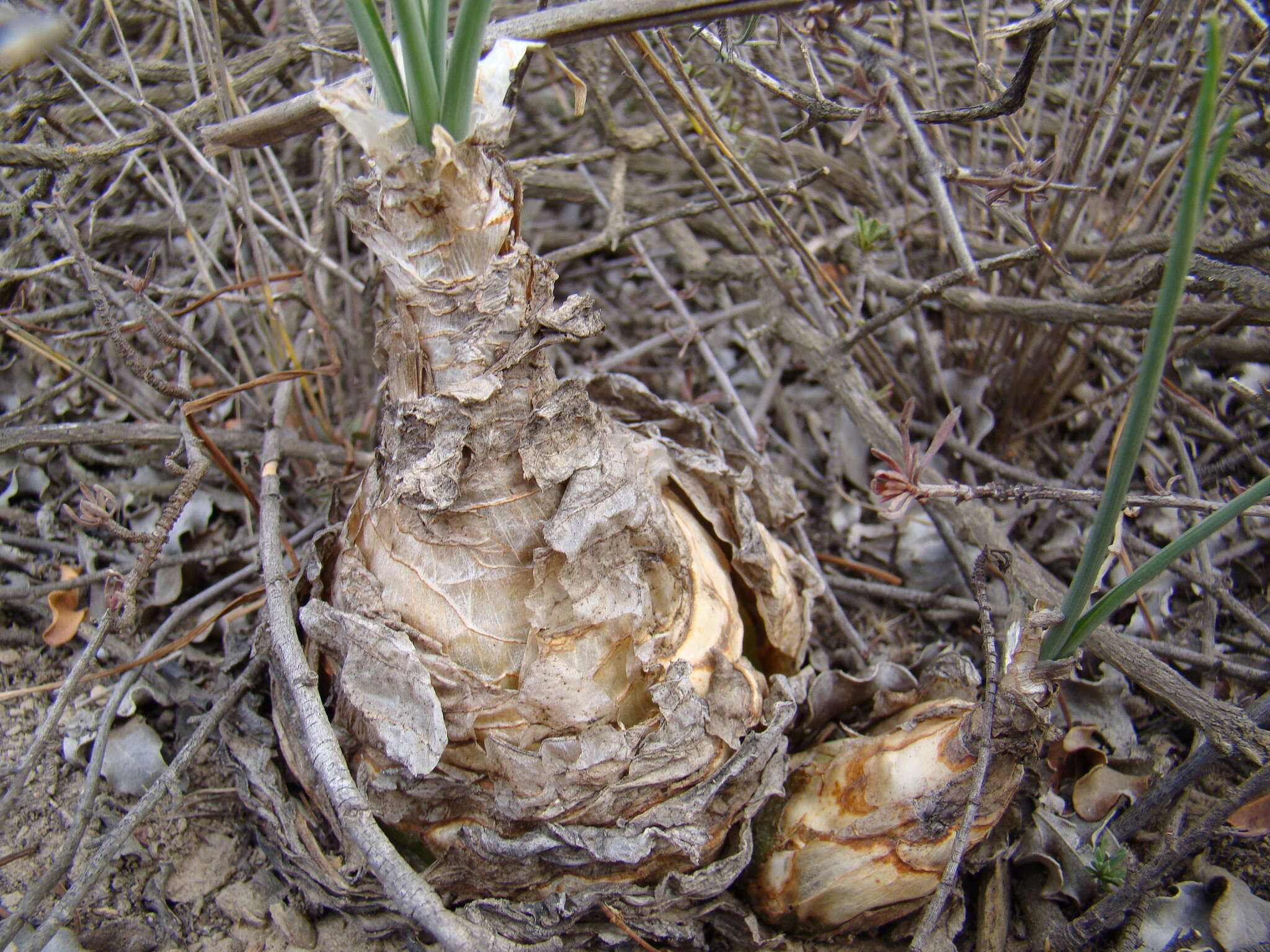 Image of Albuca caudata Jacq.