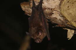 Image of Blyth's Horseshoe Bat