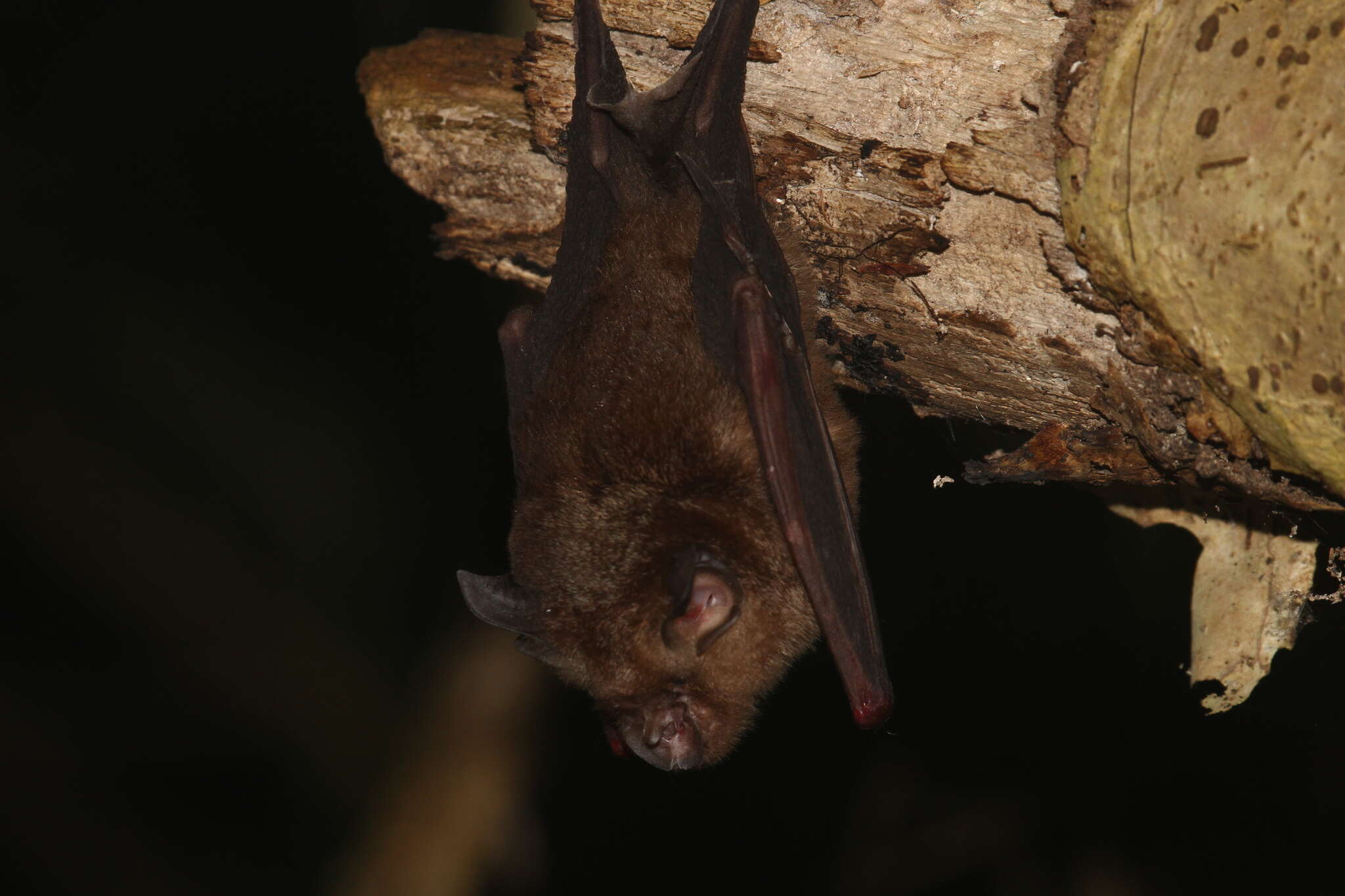 Image of Blyth's Horseshoe Bat